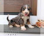 Small #3 Bernedoodle (Miniature) (+ Poodle Miniature)