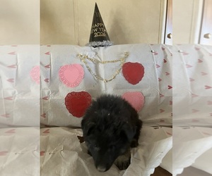 Medium German Shepherd Dog