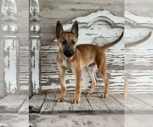 Medium Photo #1 Mutt Puppy For Sale in PIPE CREEK, TX, USA