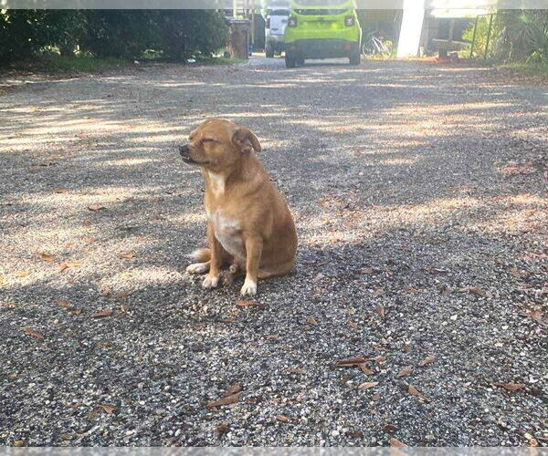 Medium Photo #3 Mutt Puppy For Sale in Gulfport, MI, USA