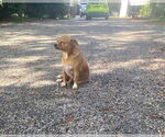Small #2 Mutt