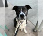 Small #1 American Pit Bull Terrier-Labrador Retriever Mix