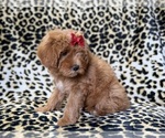 Small #6 Cavapoo (Miniature)
