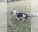 Small #2 Shih Tzu