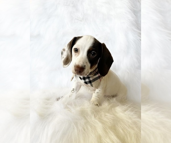 Medium Photo #3 Dachshund Puppy For Sale in DAVIS, CA, USA