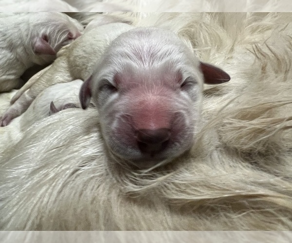 Medium Photo #16 English Cream Golden Retriever Puppy For Sale in WHITE SALMON, WA, USA