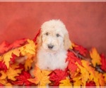Puppy Boone Goldendoodle