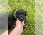 Puppy Jasper Labrador Retriever