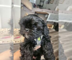 Shih Tzu Puppy for Sale in HUNTERSVILLE, North Carolina USA