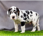 Small #4 Great Dane