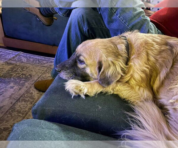 Medium Photo #12 Golden Retriever-Unknown Mix Puppy For Sale in Germantown, OH, USA