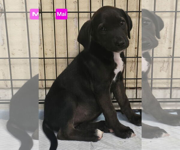 Medium Photo #4 Labrador Retriever-Unknown Mix Puppy For Sale in Alexander, AR, USA