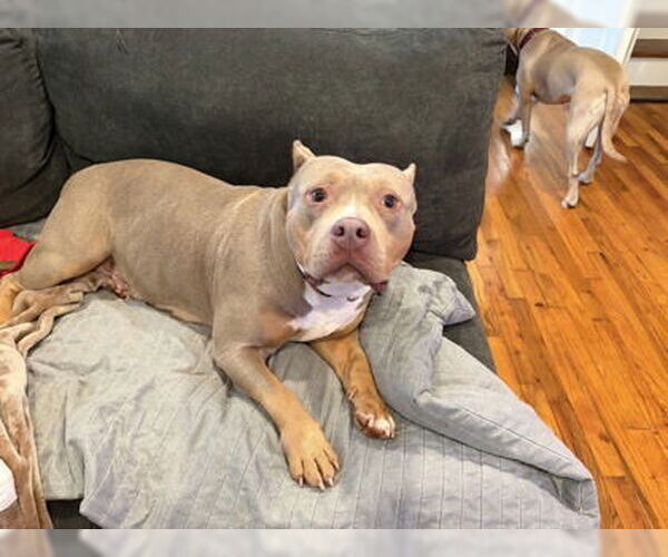 Medium Photo #4 American Staffordshire Terrier-Unknown Mix Puppy For Sale in Rockaway, NJ, USA