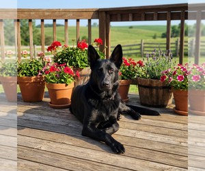 Mother of the German Shepherd Dog puppies born on 04/26/2026