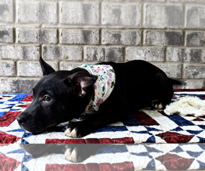 Nibs - Male Bulldog-Catahoula Leopard Dog Mix Dog for Adoption - Photo #10