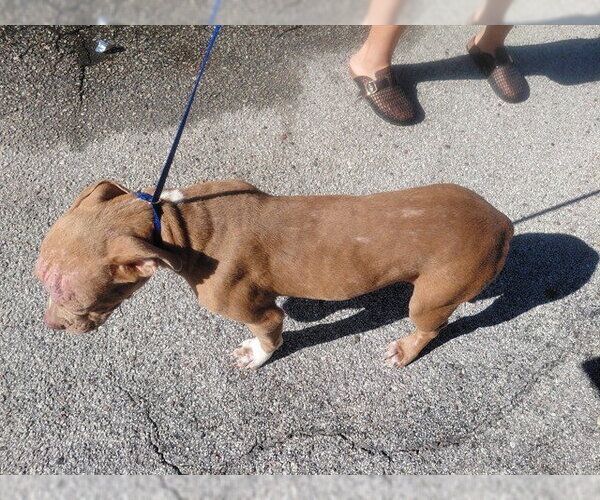 Medium Photo #1 Staffordshire Bull Terrier-Unknown Mix Puppy For Sale in St. Cloud, FL, USA