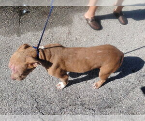 Staffordshire Bull Terrier-Unknown Mix Dogs for adoption in St. Cloud, FL, USA