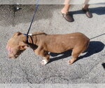 Small Staffordshire Bull Terrier Mix