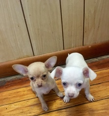 Chihuahua Puppy for sale in JOHNSTOWN, PA, USA