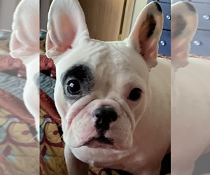 French Bulldog Puppy for sale in LACEY, WA, USA