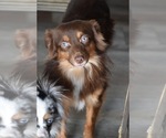 Small #1 Miniature Australian Shepherd