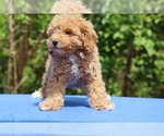 Small #36 Poodle (Toy)