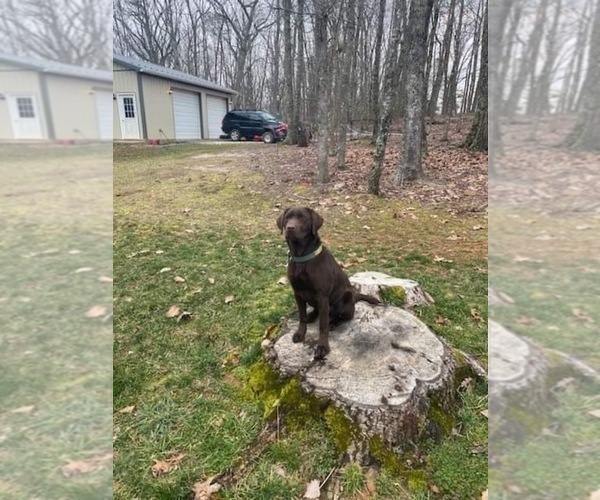 Medium Photo #15 Labrador Retriever Puppy For Sale in GLADSTONE, VA, USA