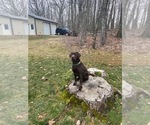 Small Photo #15 Labrador Retriever Puppy For Sale in GLADSTONE, VA, USA