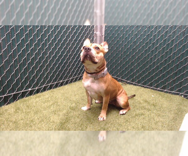 Medium Photo #1 Mutt Puppy For Sale in Downey, CA, USA