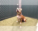 PUKA - Female Mutt Dog for Adoption - Small photo