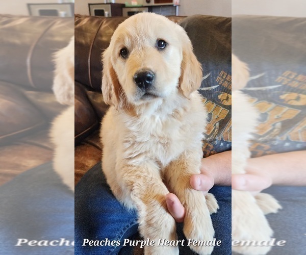 Medium Photo #2 Golden Retriever Puppy For Sale in KINGMAN, AZ, USA