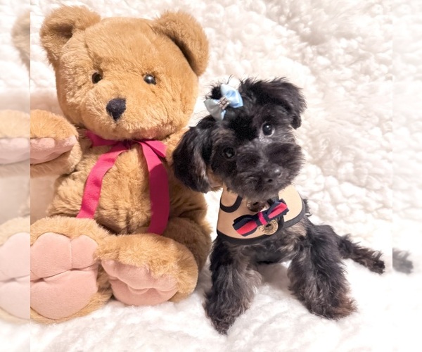 Medium Photo #4 Yorkshire Terrier Puppy For Sale in REDLANDS, CA, USA