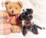 Small #3 Yorkshire Terrier