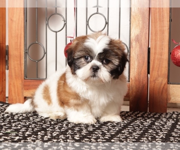 Medium Photo #9 Shih Tzu Puppy For Sale in NAPLES, FL, USA