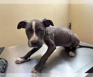 Mutt Dogs for adoption in Pasadena, CA, USA