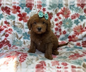 Goldendoodle (Miniature) Puppy for sale in LAKELAND, FL, USA