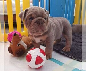 English Bulldog Puppy for sale in YOUNGSTOWN, NY, USA