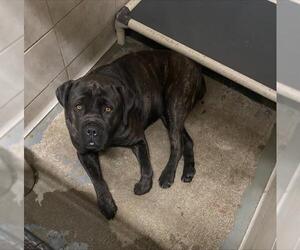 Mutt Dogs for adoption in Stockton, CA, USA