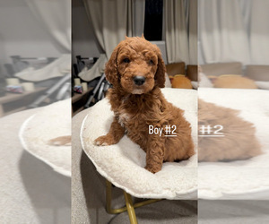 Goldendoodle (Miniature) Puppy for sale in ARCADIA, CA, USA