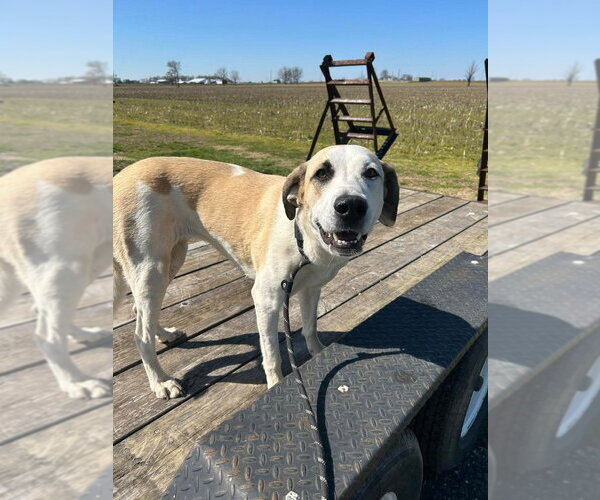 Medium Photo #3 Labrenees Puppy For Sale in Evansville, IN, USA