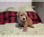 Small #15 Goldendoodle