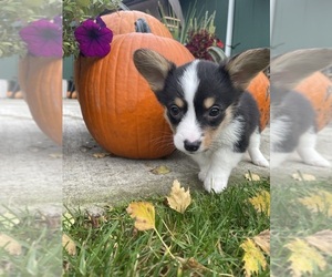 Cardigan Welsh Corgi Puppy for sale in HALSEY, OR, USA