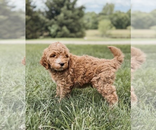 Medium Photo #6 Goldendoodle Puppy For Sale in WOODSTOCK, IL, USA
