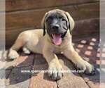 Litter of 9 - Female MastiffLitter of Puppies for Sale - Photo #6