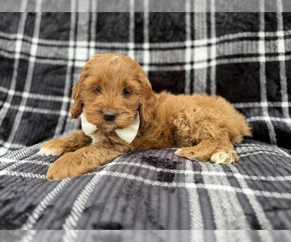 Medium Photo #2 Cock-A-Poo Puppy For Sale in LAKELAND, FL, USA