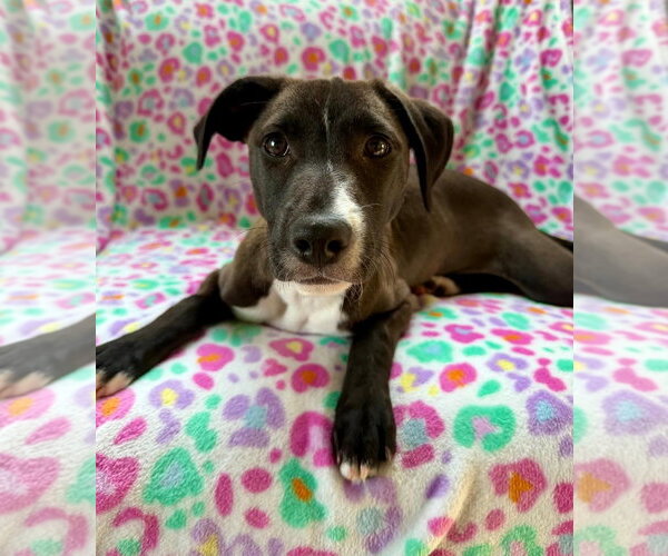 Medium Photo #12 Labrador Retriever-Unknown Mix Puppy For Sale in Plainfield, IL, USA