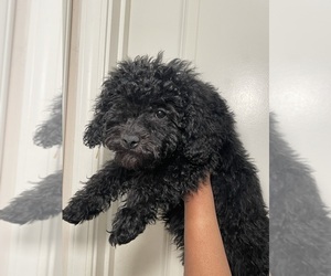 Medium Poodle (Toy)