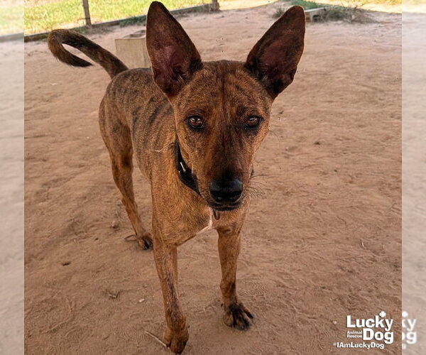Medium Photo #3 Plott Hound-Unknown Mix Puppy For Sale in Washington, DC, USA
