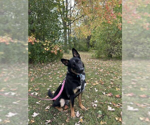 Medium Photo #2 German Shepherd Dog-Unknown Mix Puppy For Sale in London, Ontario, Canada