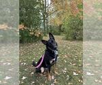 Small #1 German Shepherd Dog Mix